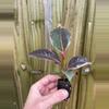 plant/Ficus ruby starter plant growers choice-3-thumbnail