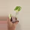 plant/Alocasia Variegated Frydek (#5)-1-thumbnail