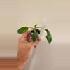 plant/Philodendron White Princess Tricolor-0-thumbnail