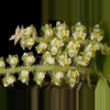 plant/#6 Omnithocephalus Bicornis-0-thumbnail