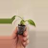 plant/Philodendron White Princess Tricolor-2-thumbnail
