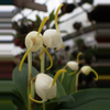 plant/#9 Masdevalia Celenites -0-thumbnail