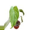 plant/Syngonium macrophyllum-0-thumbnail