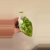 plant/Alocasia Variegated Frydek (#5)-0-thumbnail
