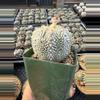 plant/Astrophytum 3.75" pot-1-thumbnail