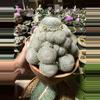 plant/Mammillaria Lenta cluster 6" pot-3-thumbnail