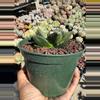 plant/Ariocarpus Retusus seed grown 5" pot-1-thumbnail