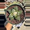 plant/Ariocarpus Retusus seed grown 5" pot-2-thumbnail