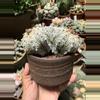 plant/Astrophytum Super Kabuto 3 heads 4" pot-3-thumbnail