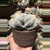 plant/Astrophytum Super Kabuto 3 heads 4" pot-2-thumbnail