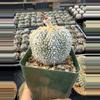 plant/Astrophytum 3.75" pot-2-thumbnail