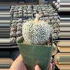 plant/Astrophytum 3.75" pot-0-thumbnail