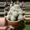 plant/Mammillaria Lenta cluster 6" pot-1-thumbnail