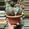 plant/Euphorbia Obesa cluster 6" pot (shipped with some soil)-3-thumbnail