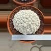 plant/Mammillaria Humboldtii-0-thumbnail