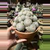 plant/Mammillaria Lenta cluster 6" pot-0-thumbnail