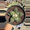 plant/Ariocarpus Retusus seed grown 5" pot-0-thumbnail