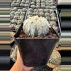 plant/Astrophytum 3.75" pot-1-thumbnail