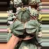 plant/Euphorbia Obesa cluster 6" pot (shipped with some soil)-0-thumbnail