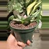 plant/Ariocarpus Retusus seed grown 5" pot-2-thumbnail