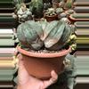 plant/Euphorbia Obesa cluster 6" pot (shipped with some soil)-1-thumbnail