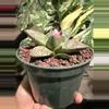 plant/Ariocarpus Retusus seed grown 5" pot-1-thumbnail