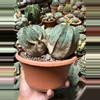 plant/Euphorbia Obesa cluster 6" pot (shipped with some soil)-2-thumbnail