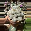 plant/Mammillaria Lenta cluster 6" pot-2-thumbnail
