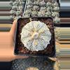 plant/Astrophytum 3.75" pot-0-thumbnail