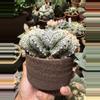 plant/Astrophytum Super Kabuto 3 heads 4" pot-1-thumbnail