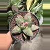 plant/Ariocarpus Retusus seed grown 5" pot-0-thumbnail