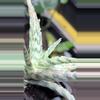 plant/Aloe ‘Pink Thing’ Succulent-2-thumbnail