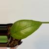 plant/3” Hoya Aceh Gomas-1-thumbnail
