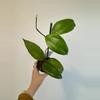 plant/3” Hoya Aceh Gomas-0-thumbnail