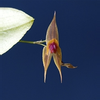 plant/#12 Lepanthes Clareae-0-thumbnail