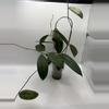 plant/Hoya WRX-02 (Hoya verticillata Lite Pink x Hoya callistophylla) in self-watering-2-thumbnail