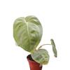 plant/Syngonium chiapense frosted heart-3-thumbnail