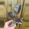 plant/Ficus ruby starter plant growers choice-2-thumbnail