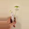 plant/Alocasia Variegated Frydek (#5)-3-thumbnail