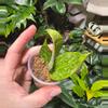 plant/Hoya Rangsan Splash-0-thumbnail