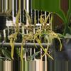 plant/#47 Brassia Maculata-0-thumbnail