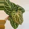 plant/5” Anthurium ‘Silver Tiger’ x (RC x Dorayaki)-1-thumbnail