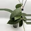 plant/Hoya WRX-02 (Hoya verticillata Lite Pink x Hoya callistophylla) in self-watering-0-thumbnail