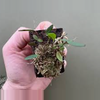 plant/#11 Lepanthopsis Ubangii-0-thumbnail