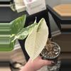 plant/Alocasia Albo Fornicata CORM #2-1-thumbnail
