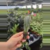 plant/euphorbia horrida noorsveldensis starter plant growers choice-3-thumbnail