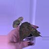 plant/Alocasia Wentii Sunset Aurea-2-thumbnail