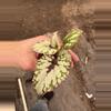 plant/Chagos begonia starter plant growers choice-5-thumbnail