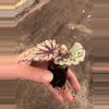 plant/Sri Lanka begonia starter plant growers choice-6-thumbnail
