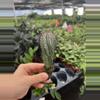 plant/euphorbia horrida noorsveldensis starter plant growers choice-2-thumbnail